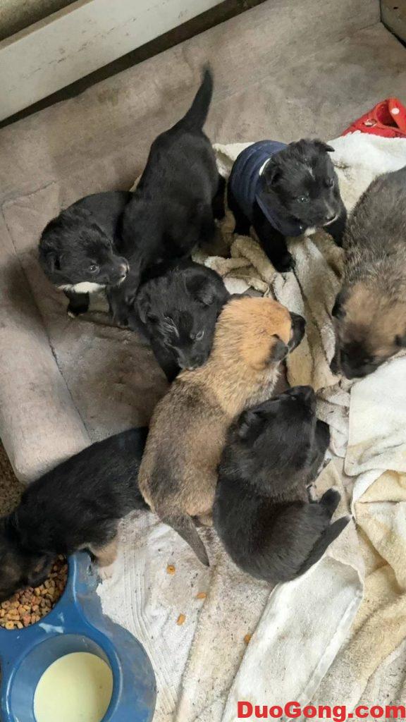 圖片[6]-灣區出牧羊犬與邊牧的小狗狗-多工網