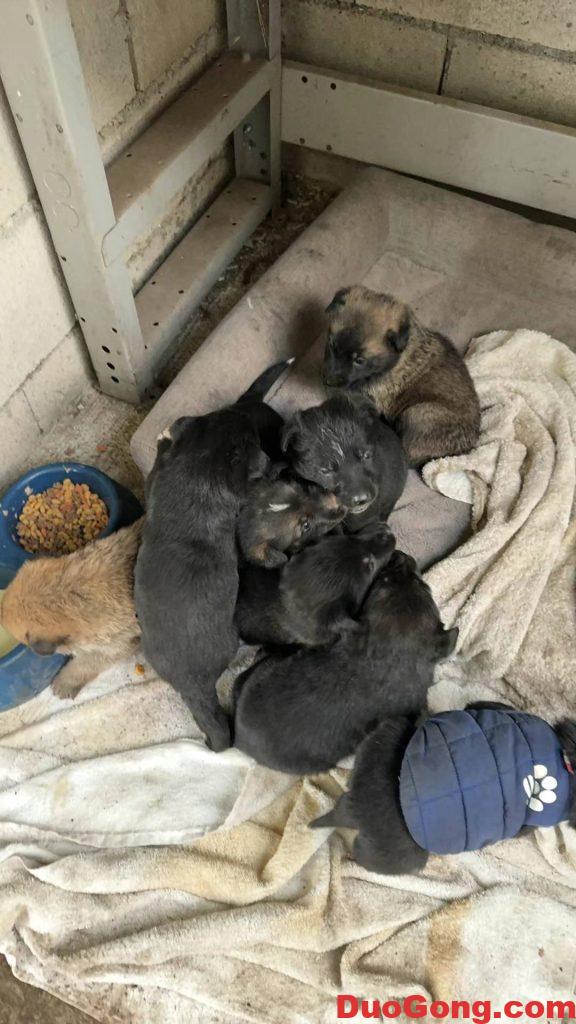 圖片[5]-灣區出牧羊犬與邊牧的小狗狗-多工網